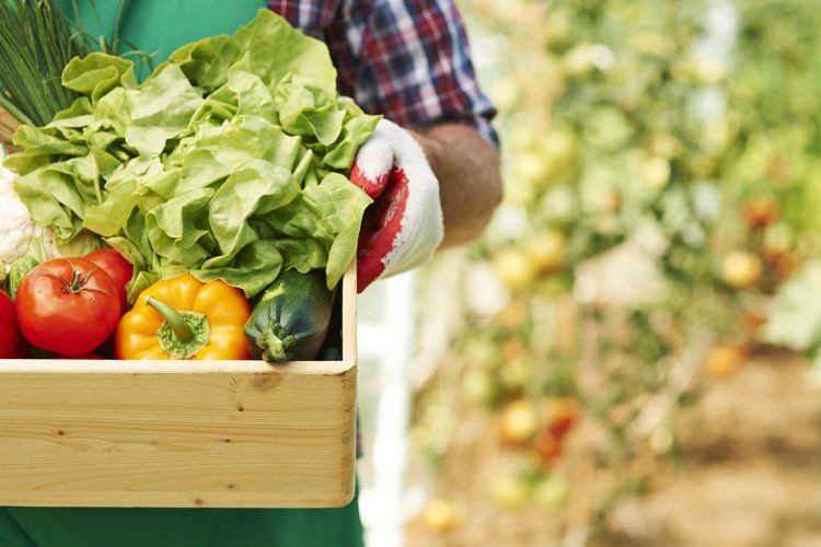 5 Pasos sencillos para crear una huerta orgánica